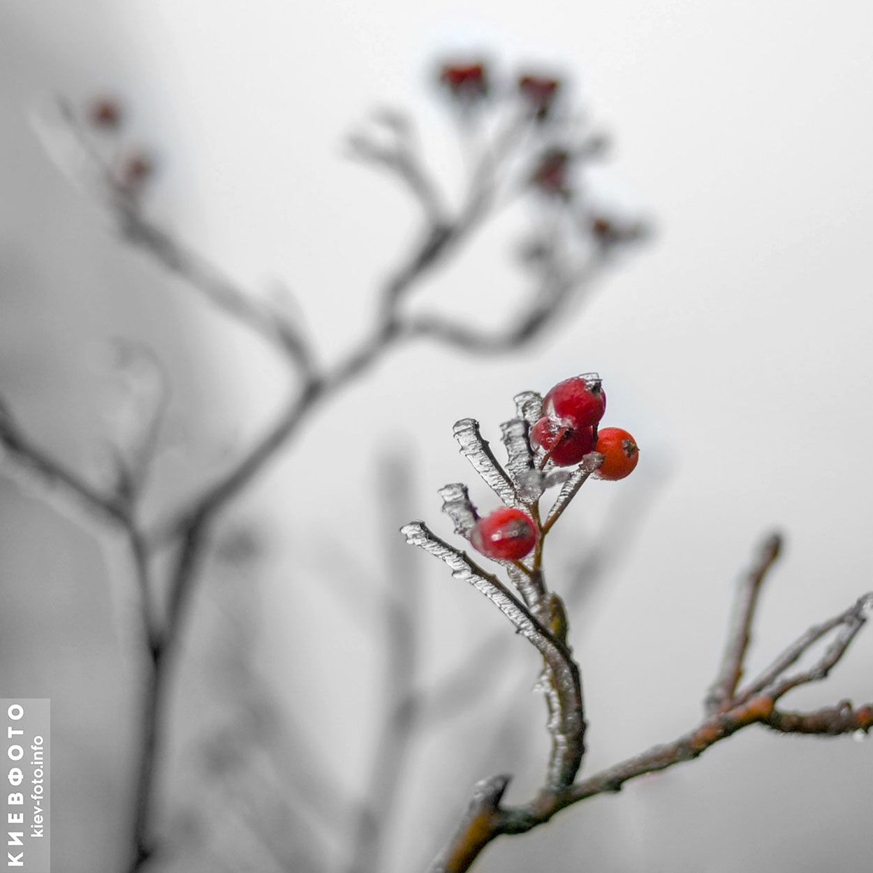 Замороженные растения, ветки и ягоды под коркой льда