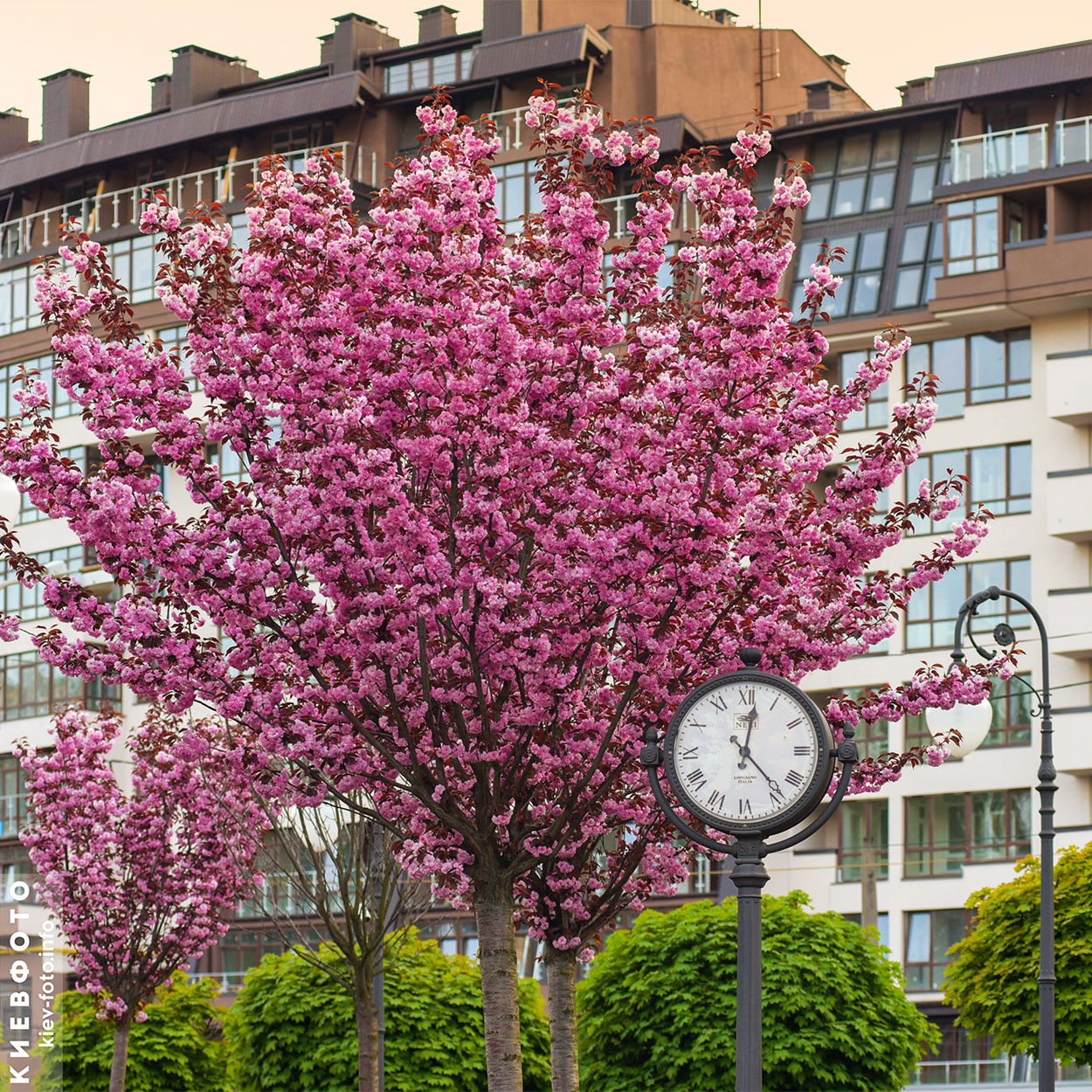 Цветущая акура в парке Гейдара Алиева на Глубочицкой