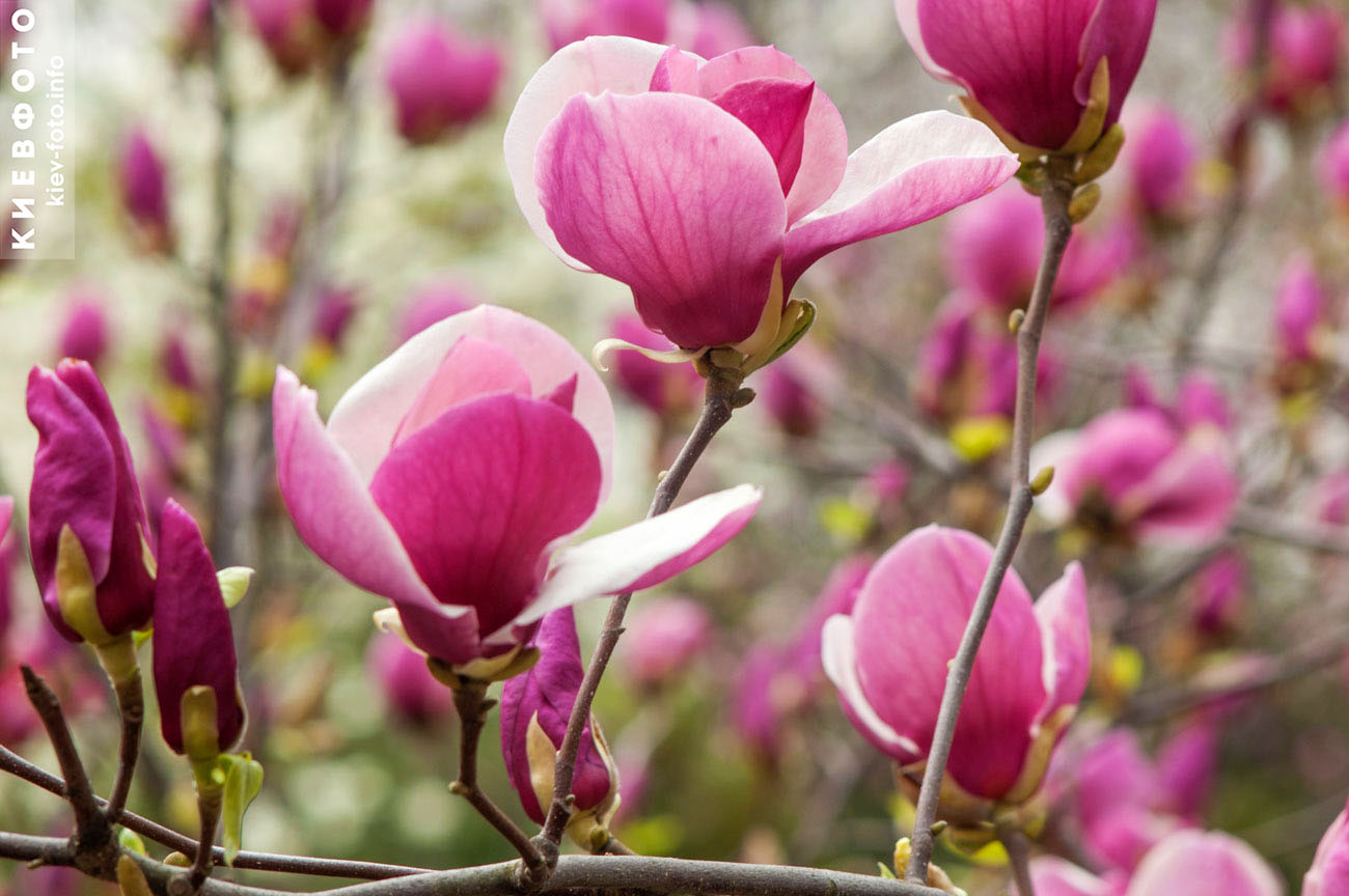Фотографии цветения розовой магнолии в Киеве