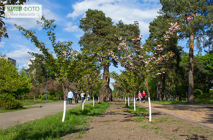 Парк «Киото» (цветение сакуры в Киеве)
