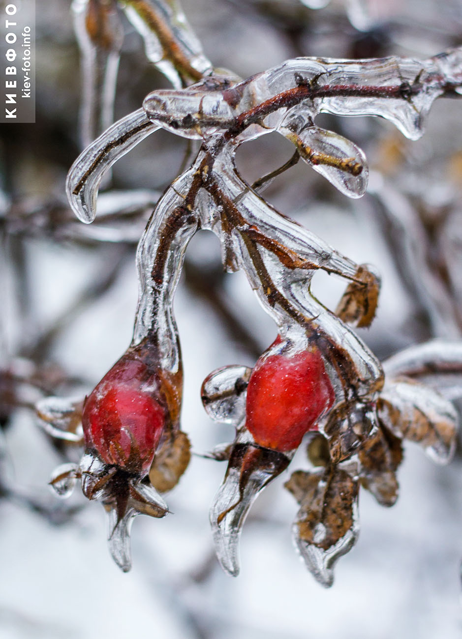 Красивые фотографии после ледяного дождя в Киеве