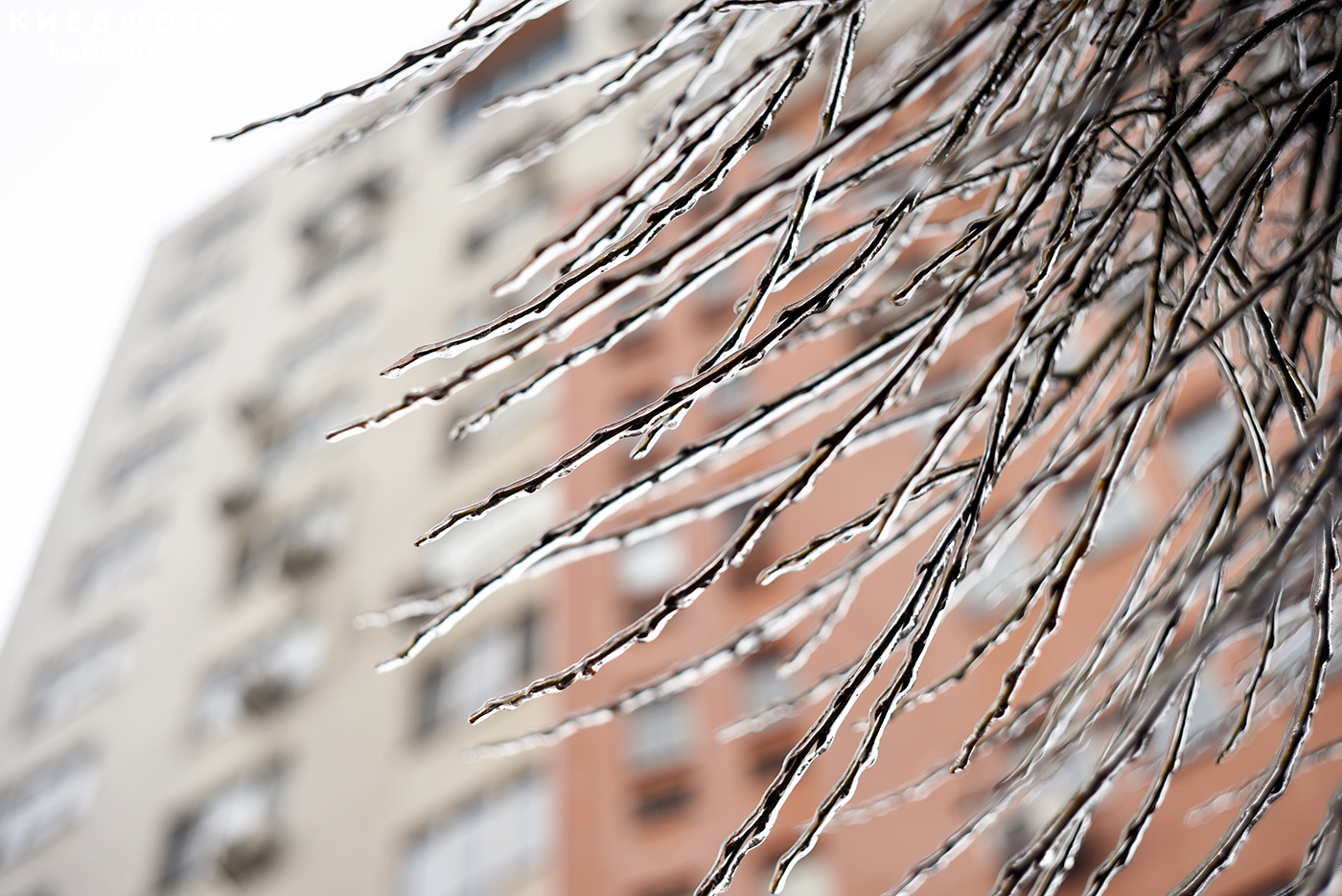 Красивые фотографии после ледяного дождя в Киеве