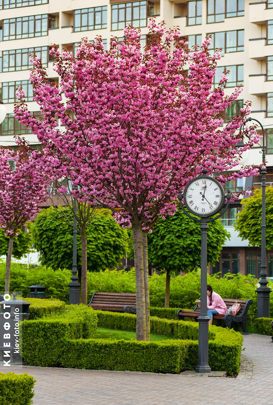 Цветущая акура в парке Гейдара Алиева на Глубочицкой